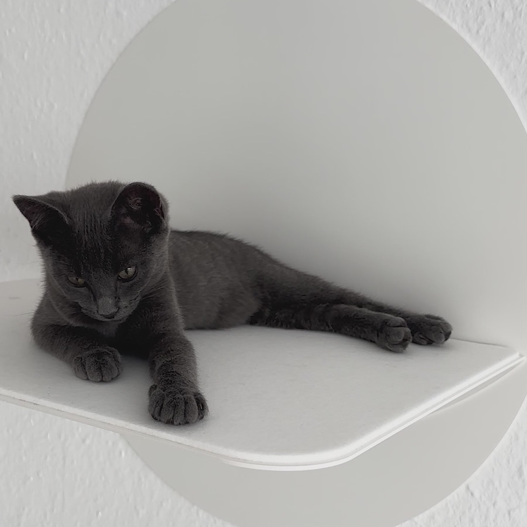 STYA Katzen Kletterwand | Wandliege WL120