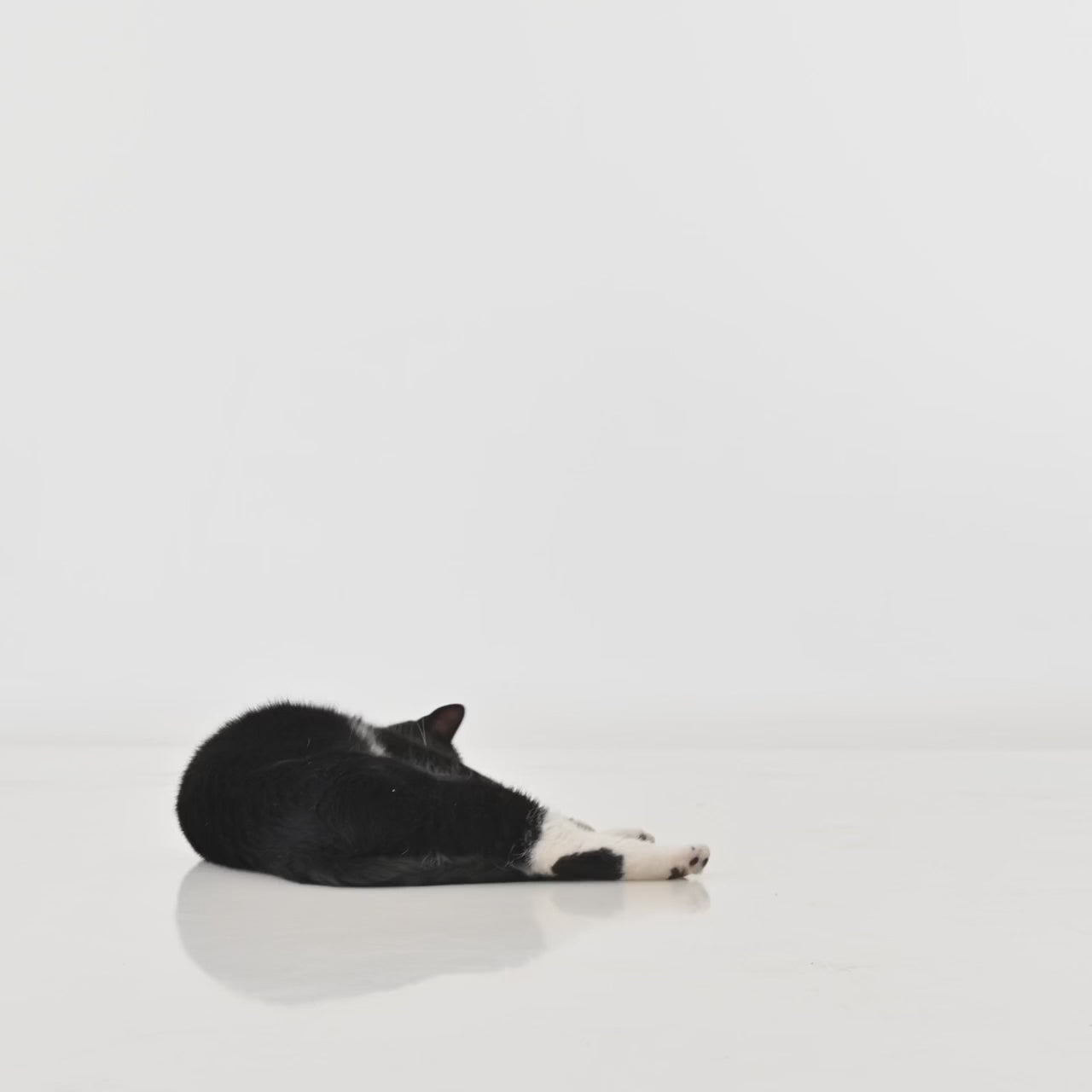 STYA Katzen Spielangel SN10 für Katzenspielzeug