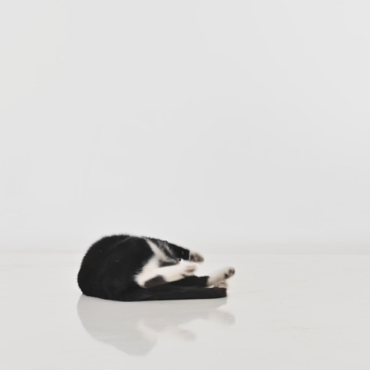 STYA Katzen Spielzeug SN3 | Weiß