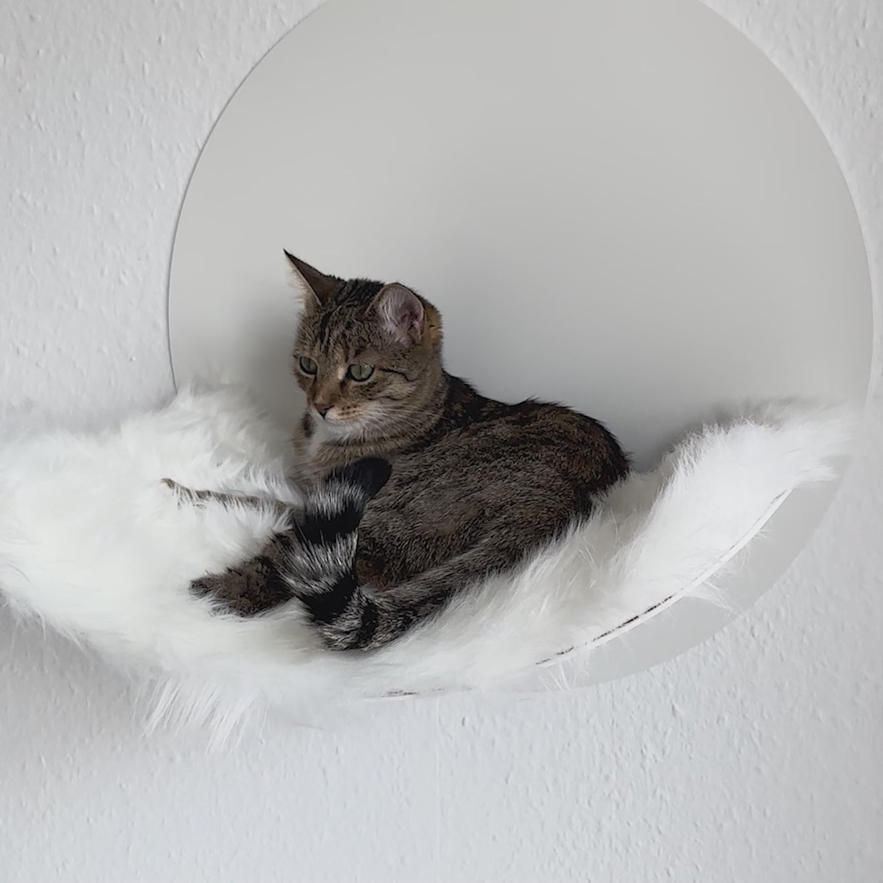 STYA Katzen Kletterwand | Hängematte WL110