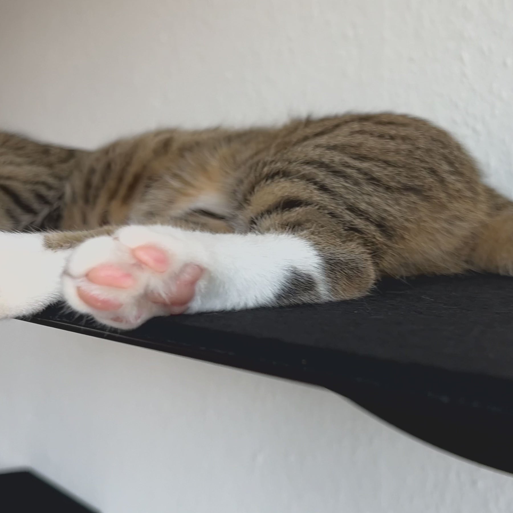 STYA Katzen Kletterwand | XXL Wandliege WL180