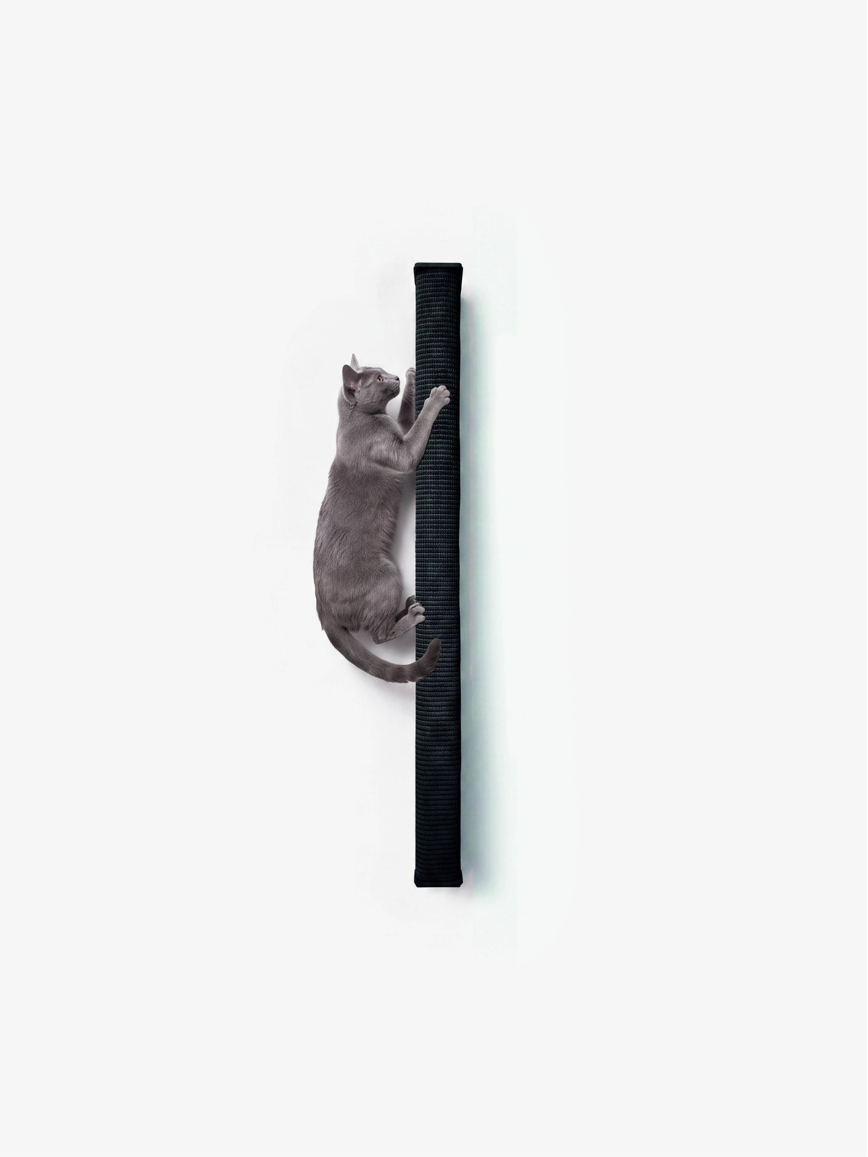 [KI-KATZE]
