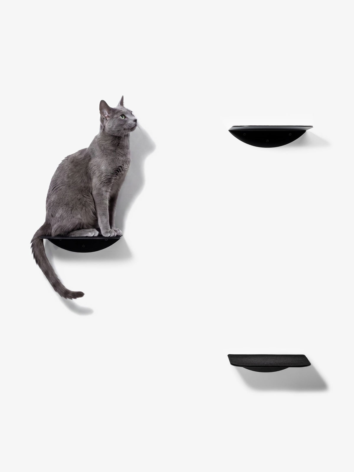 [KI-KATZE]
