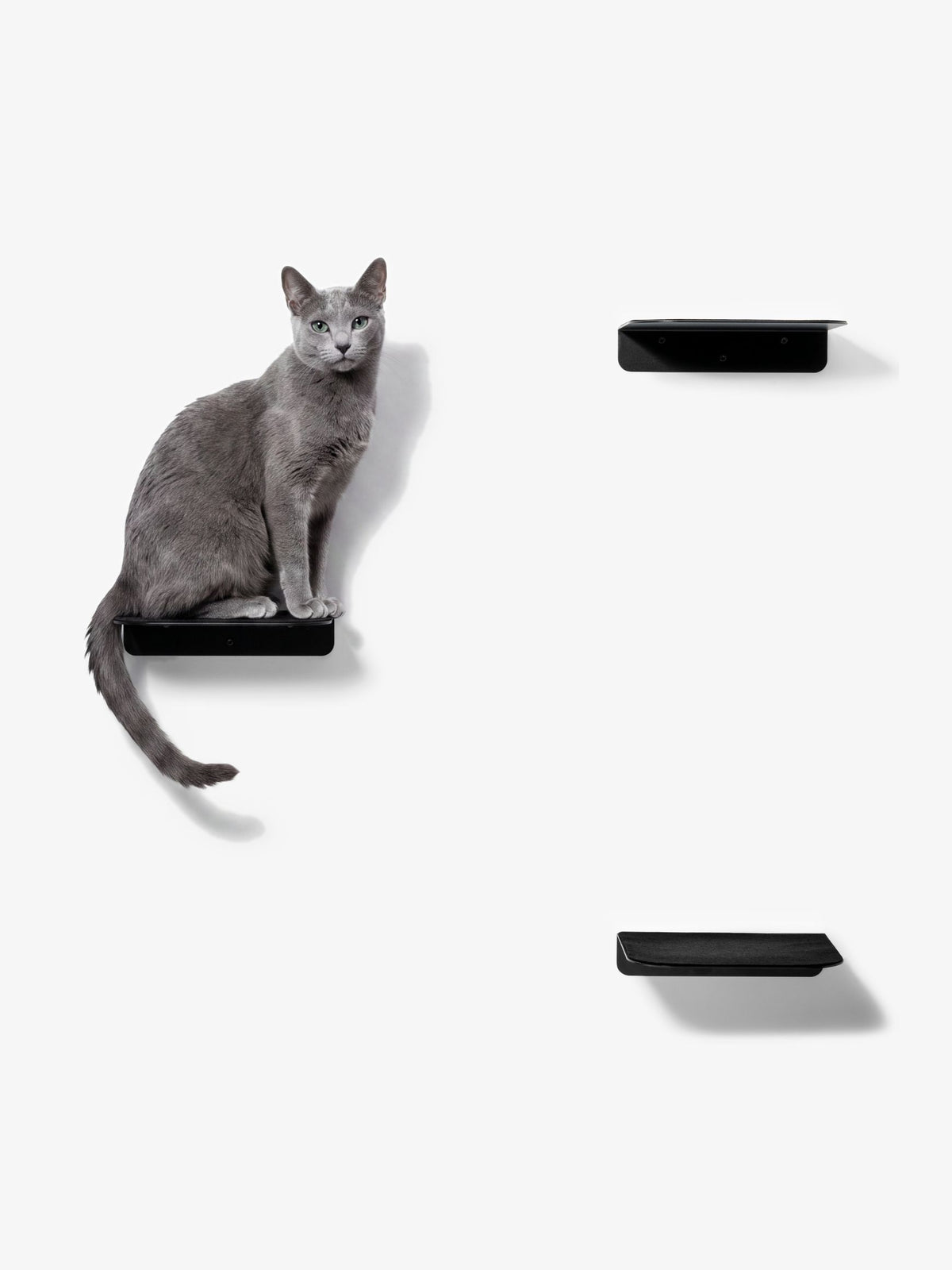 [KI-KATZE]