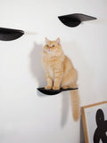 STYA Cat Climbing Wall | Cat Steps WL140 | With 3 Steps