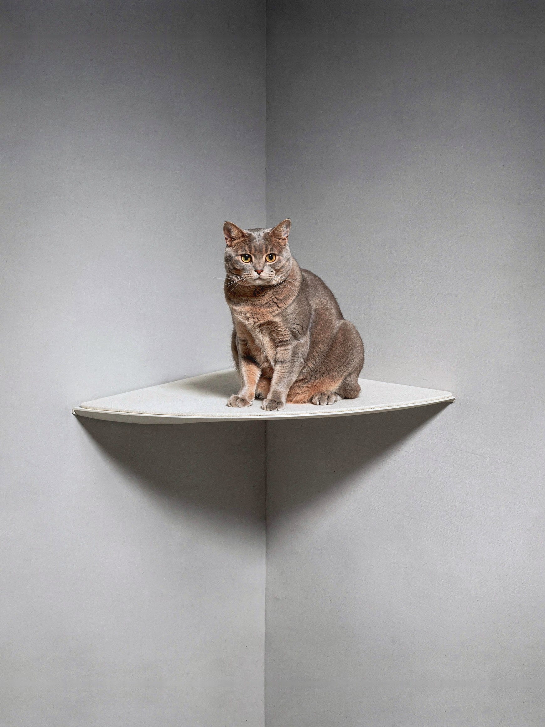 STYA Katzen Kletterwand | Eckliege WL160