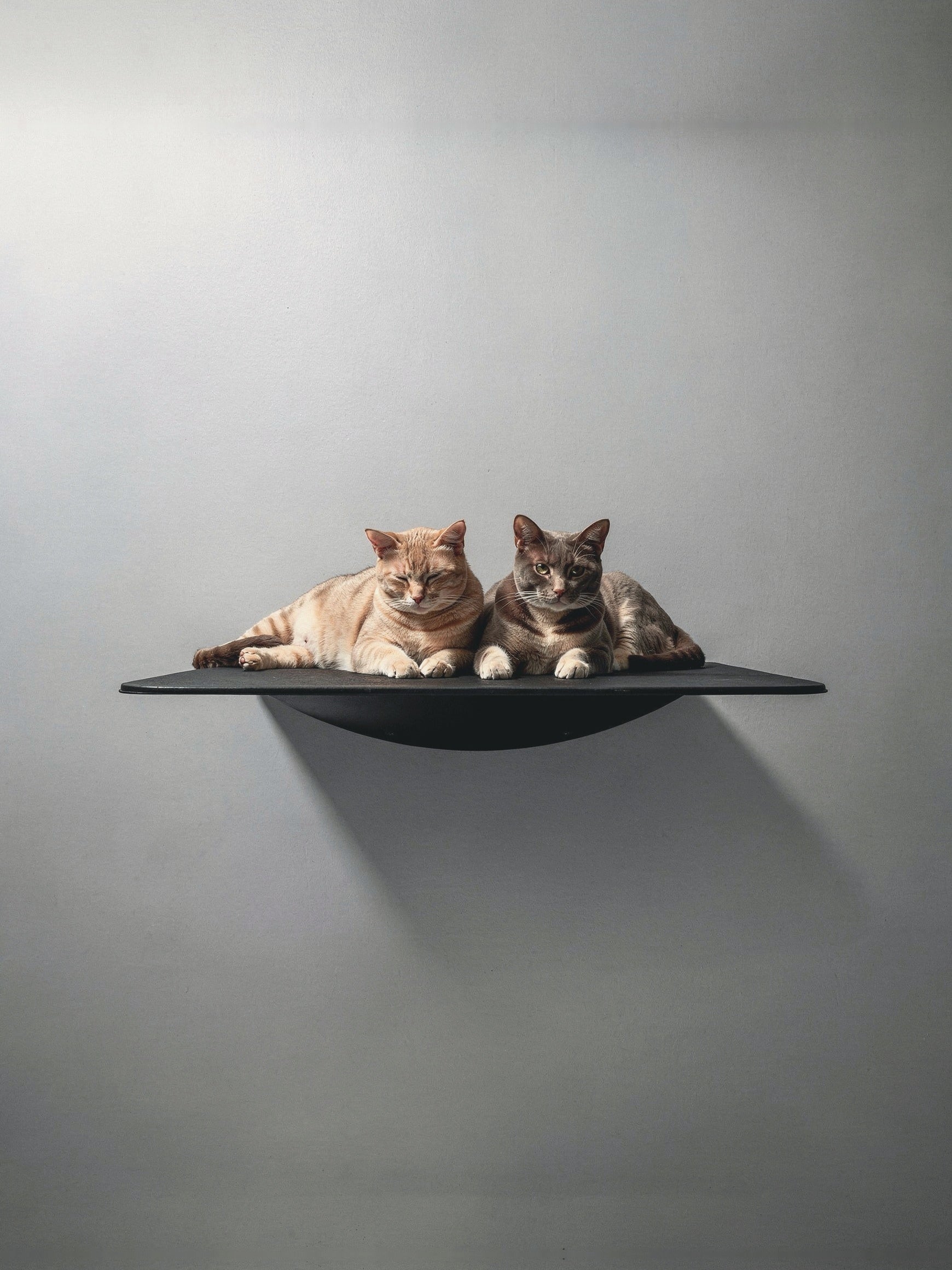 STYA Katzen Kletterwand | XXL Wandliege WL180