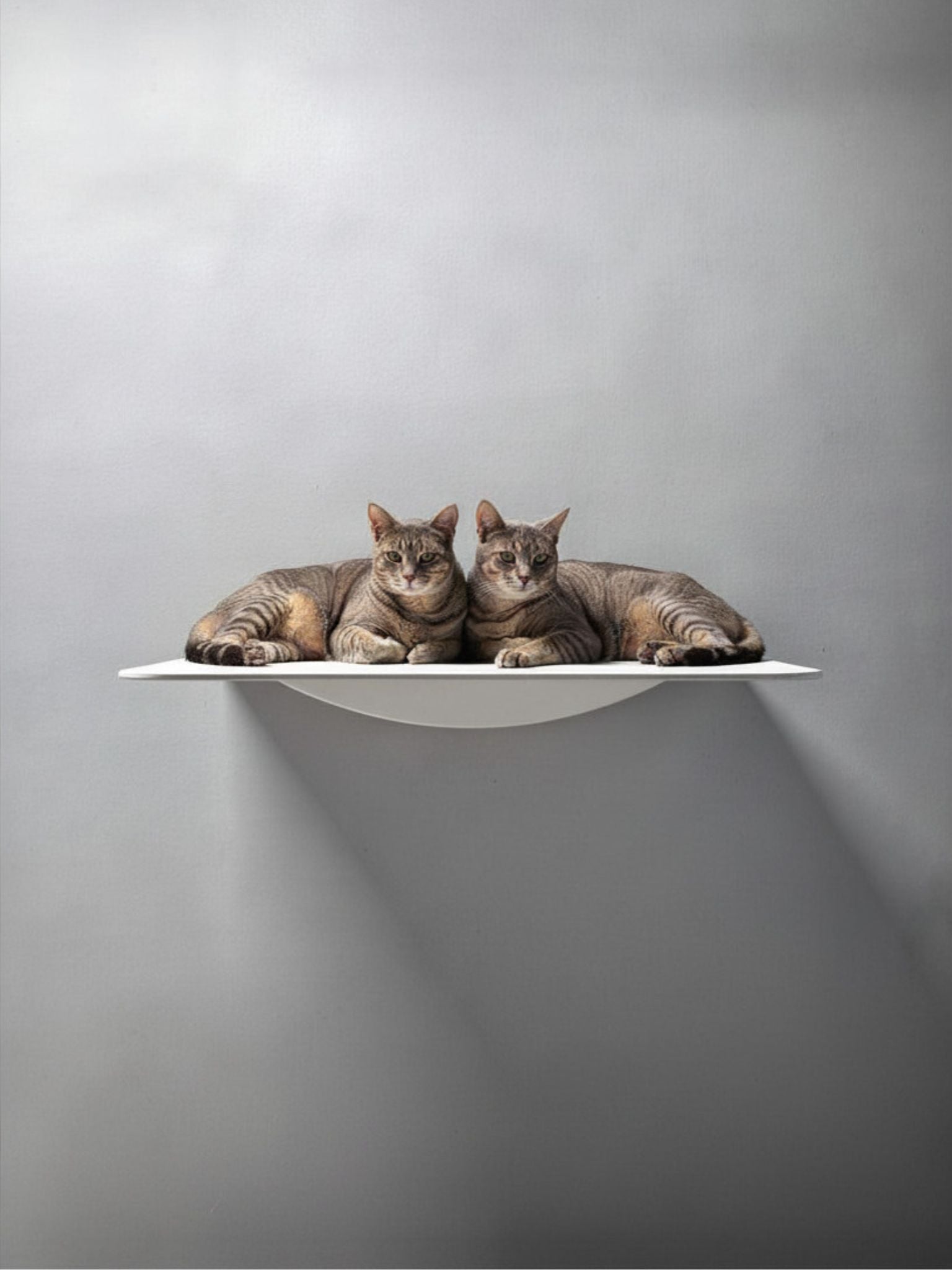 STYA Katzen Kletterwand | XXL Wandliege WL180