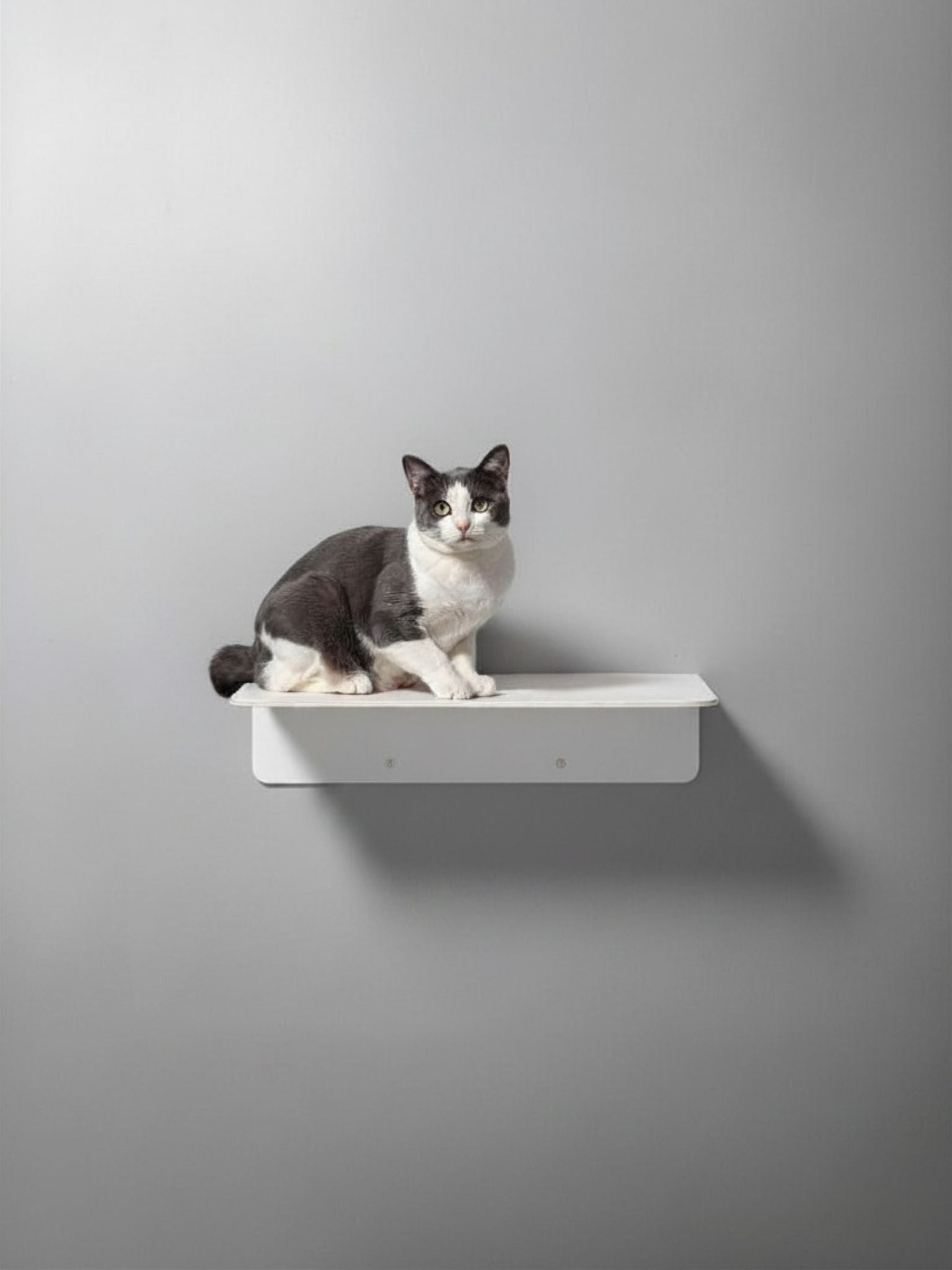 STYA Katzen Kletterwand | Wandliege WL350